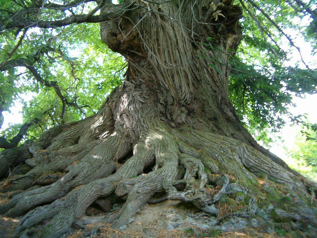 1000  yıllık kestane ağacı